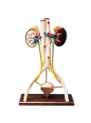 Denoyer Budget Urinary System