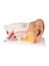 3B Human Ear Model, 3X Life-Size - 6 Parts