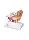3B Desktop Ear Model, 1.5X Life-Size