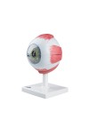 3B Human Eye Model, 5X Life-Size - 6 Parts