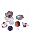 3B Human Eye w/Eyelid, 5X Life-Size - 8 Parts