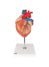 3B Heart Model, 2X Life-Size - 4 Parts