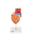 3B Human Heart Model with Esophagus and Trachea, 2X Life-Size - 5 Parts