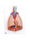 3B Lung Model w/Larynx, Life-Size - 7 Parts