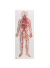 3B Circulatory System, 1/2 Life-Size
