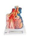 3B Model of Pulmonary Lobule w/Surrounding Blood Vessels,130X Life-Size