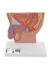 3B Male Pelvis Model in Median Section, 1/2 Life-Size