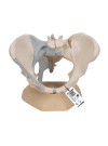 3B Female Pelvis Skeleton Model w/Ligaments, Life-Size - 3 Parts