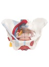 3B Female Pelvis Skeleton w/Ligaments, Vessels, Nerves, Pelvic Floor Muscles & Organs - 6 Parts