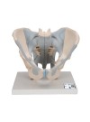 3B Human Male Pelvis Skeleton Model w/Ligaments, Life-Size - 2 Parts
