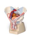 3B Male Pelvis Skeleton w/Ligaments, Vessels, Nerves, Pelvic Floor Muscles & Organs - 7 Parts
