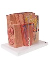 3B Microanatomy Kidney