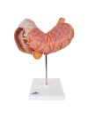 3B Stomach Model - 3 Parts