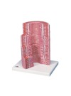 3B Microanatomy Digestive System
