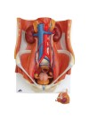 3B Dual-Sex Urinary System, Life-Size - 6 Parts