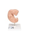 3B Human Embryo Model, 25X Life-Size