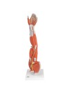 3B Muscle Arm, 3/4 Life Size - 6 Parts