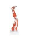 3B Muscle Leg, 3/4 Life Size - 9 Parts