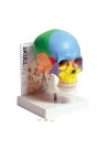 Human Skull Model with Fold-Out Guide