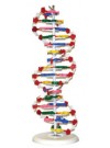 DNA Model