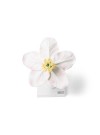 3B Apple Blossom (Malus pumila) Model, 5X Life-Size