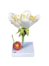 3B Cherry Blossom with Fruit (Prunus avium) Model, 7X Life-Size - 3 Parts