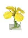 3B Canola Blossom (Brassica napus ssp. oleifera) Model, 12X Life-Size - 3 Parts