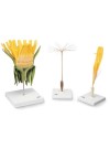 3B Dandelion Flower (Taraxum officinale) Model, 10-20X Life-Size