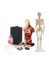 Set of Three Anatomy Models - Skeleton, Torso & Heart with Carrying Case