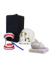 Set of Three Anatomy Models - Skull, Brain & Teeth with Carrying Case