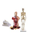 Set of Three Anatomy Models - Skeleton, Torso & Brain