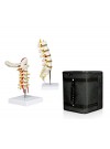 B4 Cervical Spinal Column, Medical Lumbar Spinal Column with Carrying Case 