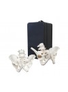 B6 Male and Female Pelvis Model 4th and 5th Lumbar Vertebrae, Life Size with Carrying Case