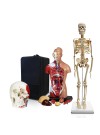 Set of Three Anatomy Models - Skeleton, Torso & Skull with Carrying Case
