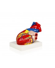  Walter Heart Model, 3X Life Size - 3 Parts 