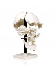 Walter Beauchene Skull 