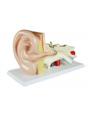 Walter Ear Model, 3 Parts 
