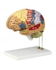 Walter Color-Coded Human Brain 