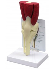 Knee Joint with Muslces 