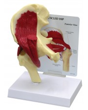 Hip Joint with Muscles 
