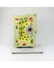 Plant Cell Model 