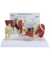 Mini Muscled Joint Set 