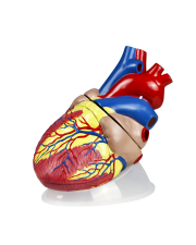 Walter Jumbo Heart Model, 5X Life-Size - 3 Parts 