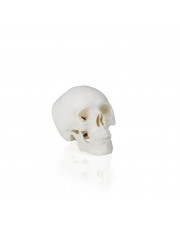 Walter Mini Skull 