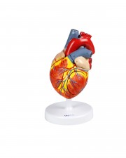 Walter Heart Model, 2X Life-Size - 4 Parts 