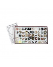 Classroom Collection Of Rocks & Minerals 