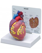 Heart Model 
