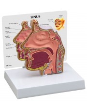 Sinus Model 