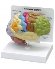 Sensory/Motor Half-Brain 