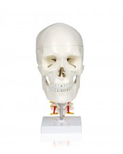 Walter Skull w/Cervical Spine 